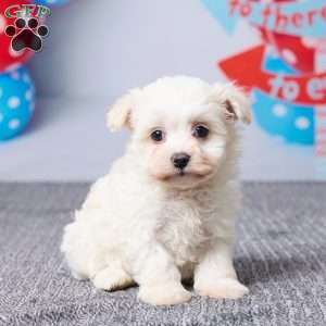 Maggie, Havachon Puppy